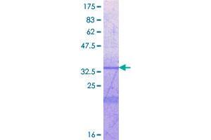 ICAM5 Protein (AA 34-131) (GST tag)