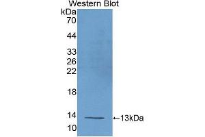 Western blot analysis of recombinant Mouse UCP1. (UCP1 antibody  (AA 179-296))