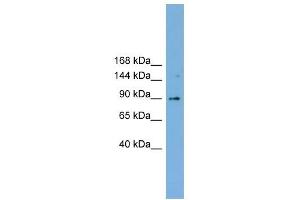 TACC3 antibody used at 1 ug/ml to detect target protein.