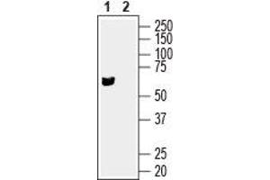 SLC17A9 antibody  (Intracellular, Loop 2)