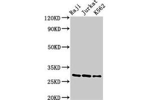 Western Blot Positive WB detected in: Raji whole cell lysate, Jurkat whole cell lysate, K562 whole cell lysate All lanes: Gzma antibody at 3 μg/mL Secondary Goat polyclonal to rabbit IgG at 1/50000 dilution Predicted band size: 29 kDa Observed band size: 29 kDa (GZMA antibody  (AA 29-260))