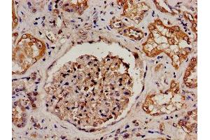 IHC image of ABIN7164750 diluted at 1:300 and staining in paraffin-embedded human kidney tissue performed on a Leica BondTM system. (PRODH antibody  (AA 71-134))