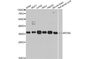 Western blot analysis of extracts of various cell lines, using PCNA antibody (ABIN1874056) at 1:1000 dilution.
