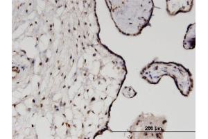 Immunoperoxidase of monoclonal antibody to TRIM21 on formalin-fixed paraffin-embedded human placenta. (TRIM21 antibody  (AA 1-475))