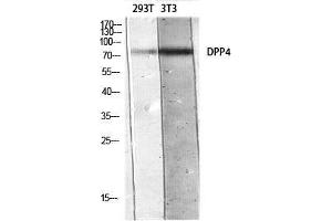 Western Blot (WB) analysis of 293T 3T3 lysis using DPP4 antibody. (DPP4 antibody)