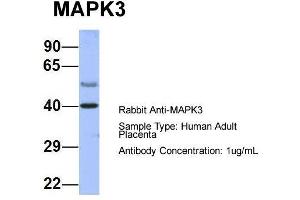 Host: Rabbit  Target Name: MAPK3  Sample Tissue: Human Adult Placenta  Antibody Dilution: 1. (ERK1 antibody  (Middle Region))