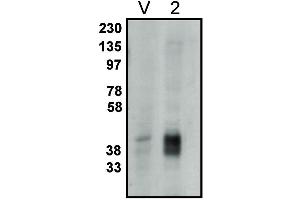 Western blot analysis using LPP2 antibody on vector-controlled HEK-293 cells (V) and HEK-293 cells overexpressing LPP2 protein (2) at 1 µg/ml (Lysophospholipid Phosphatase (LPP) 2 antibody)