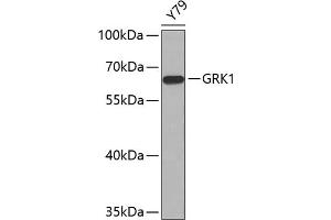 Western blot analysis of extracts of Y79 cells, using GRK1 antibody (ABIN6134352, ABIN6141414 and ABIN7101798). (GRK1 antibody  (AA 1-160))