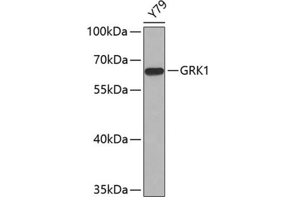 GRK1 antibody  (AA 1-160)