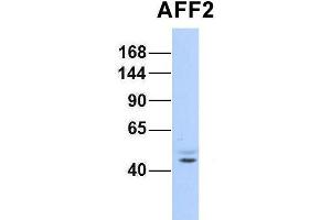 Host:  Rabbit  Target Name:  AFF2  Sample Type:  Human Fetal Brain  Antibody Dilution:  1. (AFF2 antibody  (N-Term))