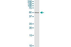 BLNK MaxPab rabbit polyclonal antibody. (B-Cell Linker antibody  (AA 1-456))