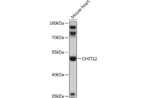 Western blot analysis of extracts of Mouse heart, using CHST12 antibody (ABIN7266065) at 1:1000 dilution. (CHST12 antibody  (AA 193-414))