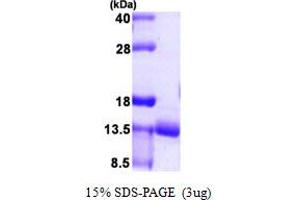 Ubiquitin Related Modifier 1 (Urm1) (AA 1-101) protein (His tag)