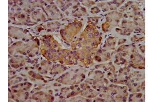 IHC image of ABIN7168912 diluted at 1:400 and staining in paraffin-embedded human pancreatic tissue performed on a Leica BondTM system. (Hepsin antibody  (AA 294-413))