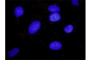 Proximity Ligation Analysis of protein-protein interactions between MAPK3 and ARRB2. (Arrestin 3 antibody  (AA 300-409))