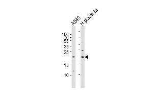 Epiregulin antibody  (C-Term)