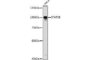 Western blot analysis of extracts of HeLa cells, using STB Rabbit pAb (ABIN6133917, ABIN6148579, ABIN6148580 and ABIN6215957) at 1:1000 dilution. (STAT5B antibody  (AA 1-100))