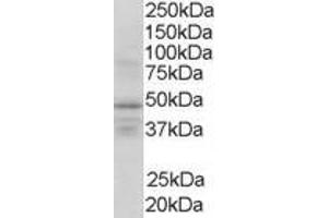 ABIN185297 (1µg/ml) staining of Human Brain lysate (35µg protein in RIPA buffer).
