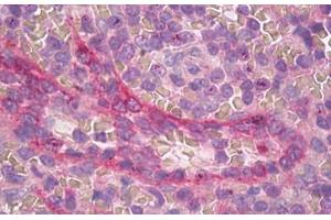 Image no. 2 for anti-Apelin Receptor (APLNR) (C-Term) antibody (ABIN1493132) (Apelin Receptor antibody  (C-Term))
