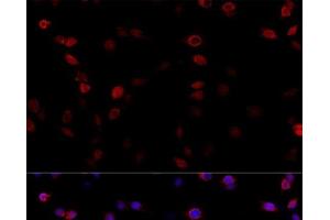 Immunofluorescence analysis of PC-12 cells using ATP5B Polyclonal Antibody at dilution of 1:100 (40x lens). (ATP5B antibody)