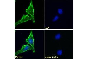 Immunofluorescence staining of fixed HeLa cells with anti-CD98 heavy chain antibody HBJ127. (Recombinant SLC3A2 antibody)