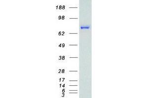 Western Blotting (WB) image for Mesothelin (MSLN) (Transcript Variant 1) protein (Myc-DYKDDDDK Tag) (ABIN2725853)