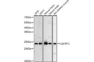 Western blot analysis of extracts of various cell lines, using UQCRFS1 Rabbit pAb antibody (ABIN6131106, ABIN6149963, ABIN6149965 and ABIN6222528) at 1:500 dilution. (UQCRFS1 antibody  (AA 79-274))