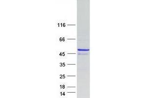 Validation with Western Blot (Tropomodulin 4 Protein (TMOD4) (Myc-DYKDDDDK Tag))