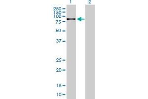 Western Blot analysis of IL18R1 expression in transfected 293T cell line by IL18R1 MaxPab polyclonal antibody. (IL18R1 antibody  (AA 1-541))