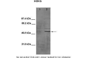 Western Blotting (WB) image for anti-Inhibitor of kappa Light Polypeptide Gene Enhancer in B-Cells, Kinase gamma (IKBKG) (Middle Region) antibody (ABIN2779232)