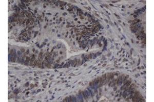 Image no. 1 for anti-Jun Proto-Oncogene (JUN) antibody (ABIN1498940) (C-JUN antibody)