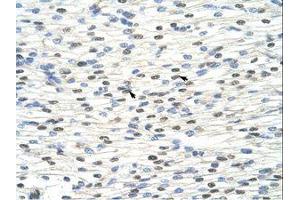 Image no. 2 for anti-NOBOX Oogenesis Homeobox (NOBOX) (AA 37-86) antibody (ABIN6736252) (NOBOX antibody  (AA 37-86))