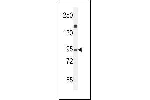 Myeloperoxidase Antibody (N-term) (ABIN655507 and ABIN2845023) western blot analysis in HL-60 cell line lysates (35 μg/lane). (Myeloperoxidase antibody  (N-Term))