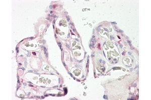 Anti-KERA / Keratocan antibody IHC of human placenta.