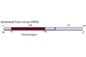 Image no. 3 for anti-Caspase 3 (CASP3) (AA 25-145) antibody (ABIN968342) (Caspase 3 antibody  (AA 25-145))