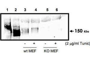 Western blot analysis using Eif2ak3 polyclonal antibody  to detect Eif2ak3 in cell lysates.