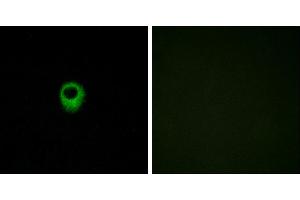 Peptide - +Western blot analysis of extracts from COS-7 cells, using EDG4 antibody. (EDG4 antibody  (Internal Region))