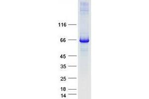 Validation with Western Blot (COG6 Protein (Transcript Variant 1) (Myc-DYKDDDDK Tag))