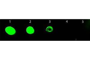 Dot Blot of Chicken anti-Rat IgG Antibody Fluorescein Conjugated. (Chicken anti-Rat IgG (Heavy & Light Chain) Antibody (FITC) - Preadsorbed)
