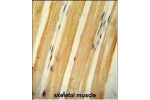 BCLAF1 antibody (C-term) (ABIN654941 and ABIN2844582) immunohistochemistry analysis in formalin fixed and paraffin embedded human skeletal muscle followed by peroxidase conjugation of the secondary antibody and DAB staining. (BCLAF1 antibody  (C-Term))