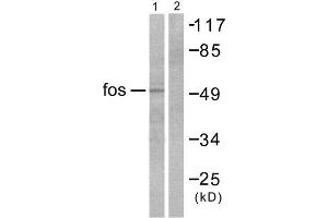 Western Blotting (WB) image for anti-c-Fos (c-Fos) (N-Term) antibody (ABIN1848462) (c-FOS antibody  (N-Term))