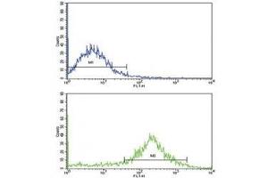 Flow cytometric analysis of NCI-H292 cells using IL-1B antibody (bottom histogram) compared to a negative control (top histogram). (IL-1 beta antibody  (AA 148-174))