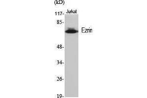 Western Blot (WB) analysis of specific cells using Ezrin Polyclonal Antibody. (Ezrin antibody  (Tyr31))