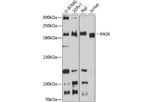 Western blot analysis of extracts of various cell lines, using PASK antibody (ABIN6128413, ABIN6145248, ABIN6145249 and ABIN6224850) at 1:3000 dilution. (PASK antibody  (AA 1194-1323))