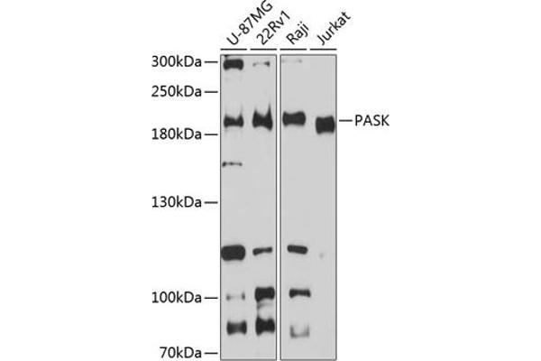 PASK Antikörper  (AA 1194-1323)