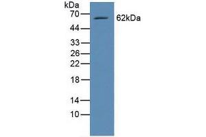 Western blot analysis of Human Raji Cells. (RELB antibody  (AA 248-492))