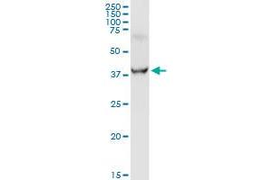 GOT1 MaxPab rabbit polyclonal antibody.