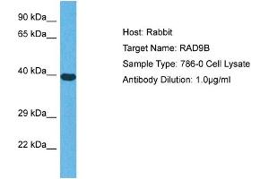 Host: Rabbit Target Name: RAD9B Sample Tissue: Human 786-0 Whole Cell Antibody Dilution: 1ug/ml (RAD9B antibody  (C-Term))