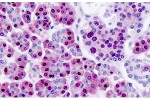 Human Pancreas: Formalin-Fixed, Paraffin-Embedded (FFPE) (NANS antibody)