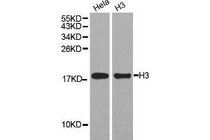 Western Blotting (WB) image for anti-Histone 3 (H3) (C-Term) antibody (ABIN6219504) (Histone 3 antibody  (C-Term))